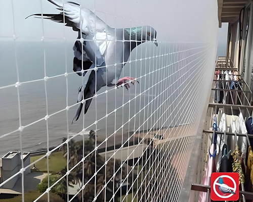 Bird Netting Services